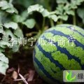 陕西大荔新红宝：范家镇李师宁