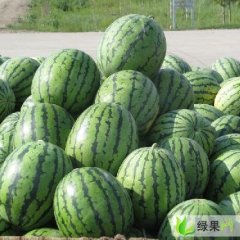 黑龙江北林地雷瓜：红旗乡张金武