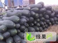 河南中牟子弹头黑皮冬瓜：韩寺 李文成