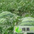 安徽凤台冠龙：毛集镇徐支福