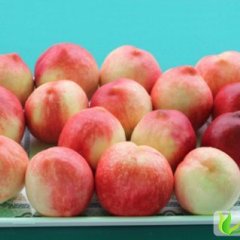 2013山东蒙阴蜜桃7月15日最新报价