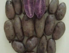 山东乐陵紫色马铃薯：黄夹镇李岭刚