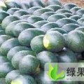 陕西大荔惠农：双泉镇李铁牛