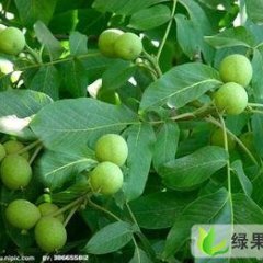 陕西大荔香玲核桃：范家镇张百强