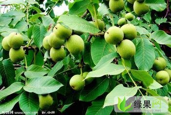 陕西大荔青皮核桃：范家镇张百强