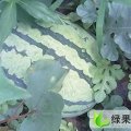 山东惠民惠民西瓜：新店乡周先生
