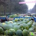 山东东明新红宝：苏寨西杨水勤