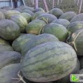 河北广宗三连冠，龙卷风：北淤疃聂俊虎