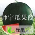 陕西大荔黑皮无籽：范家镇李师宁