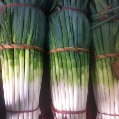 山东安丘铁杆大葱：刘家尧王强