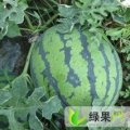 陕西合阳京欣：新池镇赵江