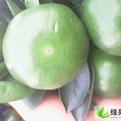 广西柳城特早：龙头镇杨文科