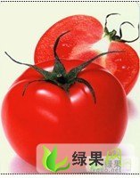 山西清徐以色列西红柿：徐沟镇杜全明