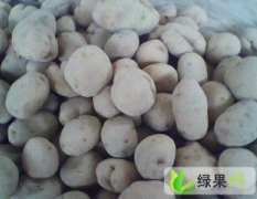重庆高山新鲜土豆