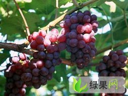 山东东昌府腾稔：沙镇镇董怀延