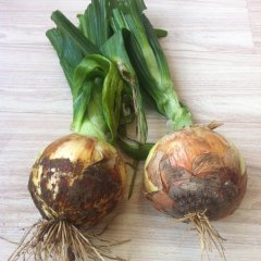 甘肃高台黄皮洋葱：合黎乡孙进海