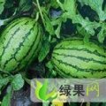山东利津西农8号：明集乡王瑞