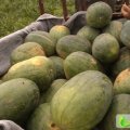 山西永济抗霸：虞乡镇郭民学