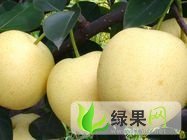 陕西大荔皇冠梨：范家镇党力康