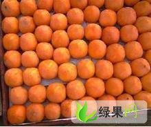 陕西大荔7月黄柿子：范家镇党力康