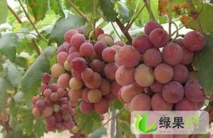 陕西华阴红提：五合乡国栋