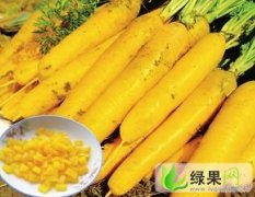 山东历城韩国萝卜种子：花园路林雪