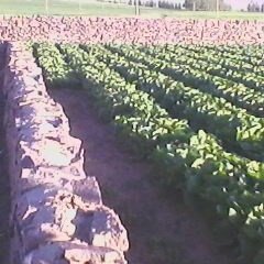 河北丰宁蔬菜：鱼儿山胡岩