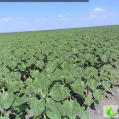 内蒙古 呼伦贝尔 扎赉诺尔 瓜子上市