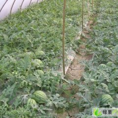 浙江温岭8424西瓜：松门林照福