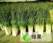 山东平度铁杆大葱：仁兆镇王魏