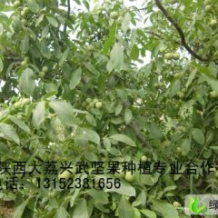 早熟核桃【鲜食1号】现已成熟 范家镇李兴武