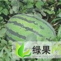 山西定襄麒麟西瓜：贺文庭