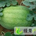 山东牡丹青皮西瓜  ：王浩屯董先生