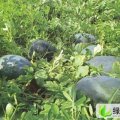 山东单县花皮无籽：李天楼朱兆令