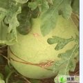 山东单县庆红宝：孙六成洪臣