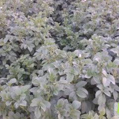 甘肃永昌可新四号：东寨镇沈鹏