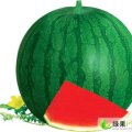 通许县西瓜，青皮无籽西瓜，酒店出口首选
