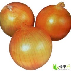 山东平度黄皮洋葱：仁兆镇王魏