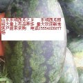 山东东明黑美人：马头镇杨志