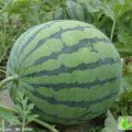 湖北钟祥无籽西瓜官庄湖赵超