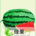 内蒙古西瓜快要上市啦！