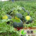 山东东明黑美人：东明集周国华