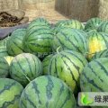 安徽全椒冠龙，8284西瓜：古河镇黄女士