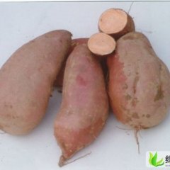 河北高阳龙署九：形果庄苏吉鹏