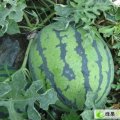 黑龙江北林新红宝：西长发