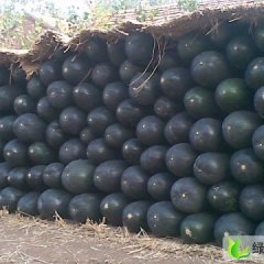 河南沁阳黑皮冬瓜：柏香镇王小斌