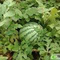 安徽8424西瓜：蒙城何灯楼