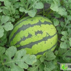 黑龙江北林京欣：永安镇张金达