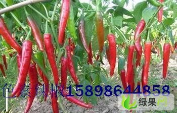 山东金乡辣椒：泰山庙李伟