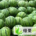 山西忻府沙地西瓜：真檀村常天权